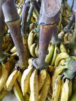 102 Auf dem Markt in Manaus (3)