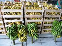 102 Auf dem Markt in Manaus (5)