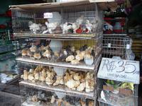 102 Auf dem Markt in Manaus (13)