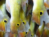 102 Auf dem Markt in Manaus (26)