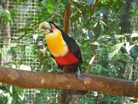 106 Parque das Aves Iguazu (7)