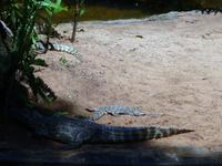 106 Parque das Aves Iguazu (11)