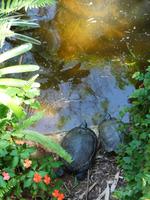 106 Parque das Aves Iguazu (12)