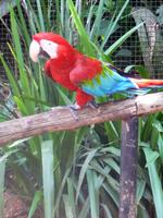 106 Parque das Aves Iguazu (14)