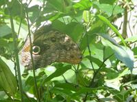 106 Parque das Aves Iguazu (16)