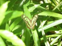 106 Parque das Aves Iguazu (17)