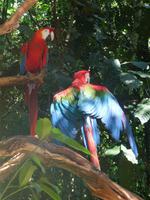 106 Parque das Aves Iguazu (18)