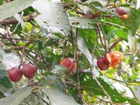 120 Iguazu Argentinien (43)