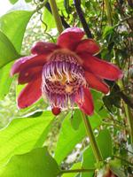 120 Iguazu Argentinien (47)