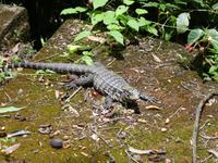 Nationalpark Iguaçu (8)