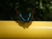 Nationalpark Iguaçu (32)