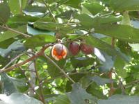 Nationalpark Iguazú (31)