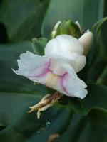 Nationalpark Iguazú (42)