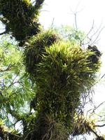 Nationalpark Iguazú (49)