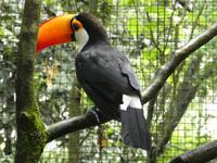 Parque das aves in Foz do Iguaçu  (3)