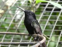 Parque das aves in Foz do Iguaçu  (4)