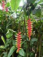 Parque das aves in Foz do Iguaçu  (5)