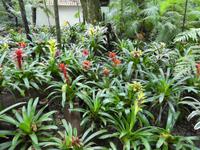 Parque das aves in Foz do Iguaçu  (7)