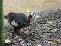 Parque das aves in Foz do Iguaçu  (8)