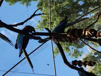Parque das aves in Foz do Iguaçu  (10)