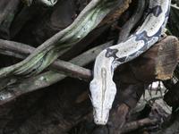 Parque das aves in Foz do Iguaçu  (11)