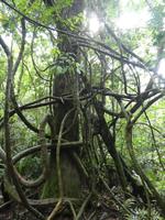 Parque das aves in Foz do Iguaçu  (12)