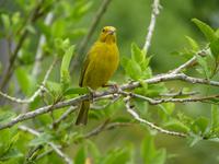 145 Pantanal - Fink