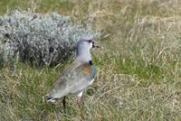 Bronzekiebitz &ndash; &copy; Frank Nimschowski (Eberhardt TRAVEL)