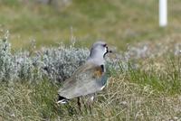 Bronzekiebitz &ndash; &copy; Frank Nimschowski (Eberhardt TRAVEL)