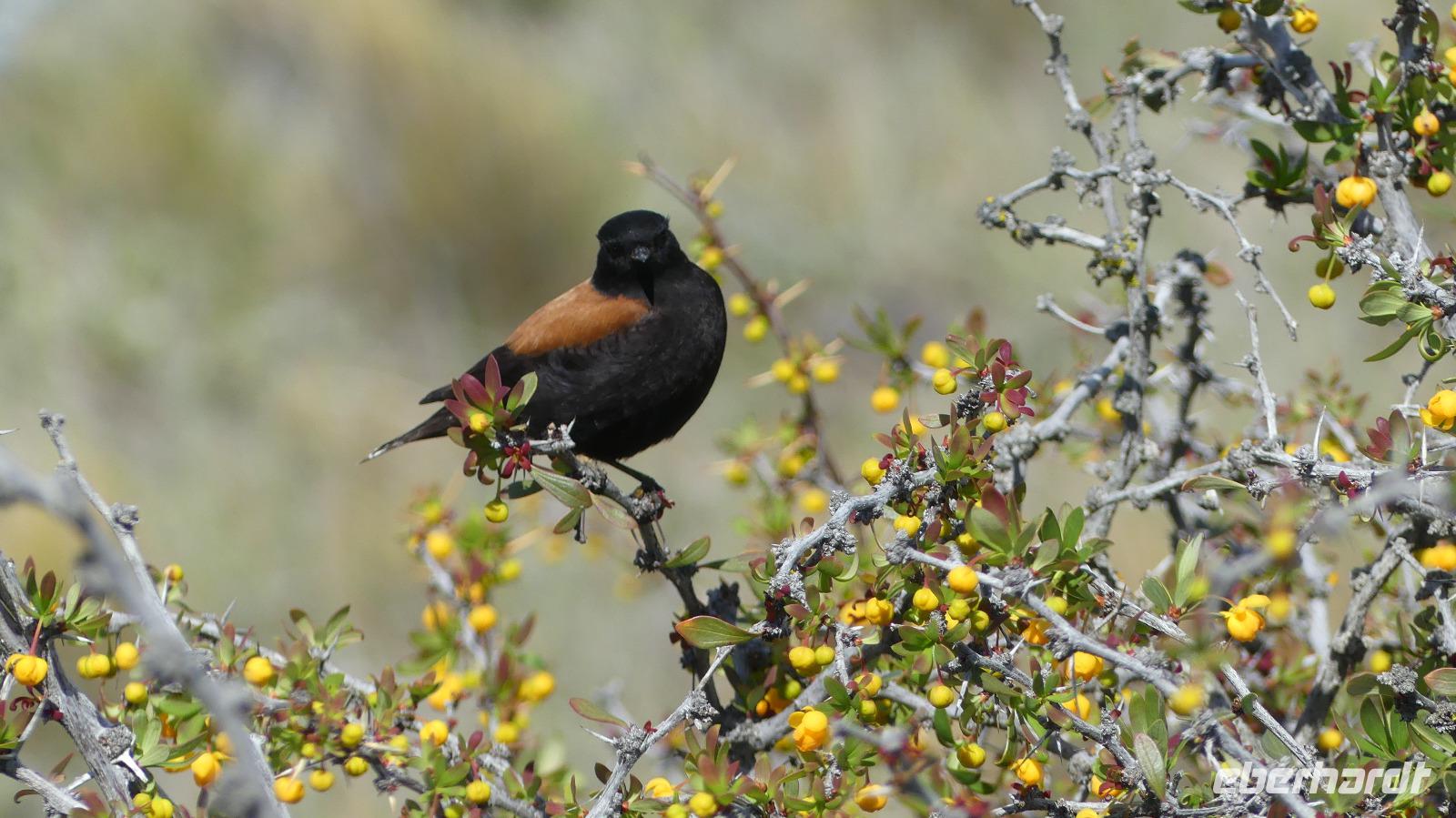 Patagoniensporntyrann &ndash; &copy;  (Eberhardt TRAVEL)