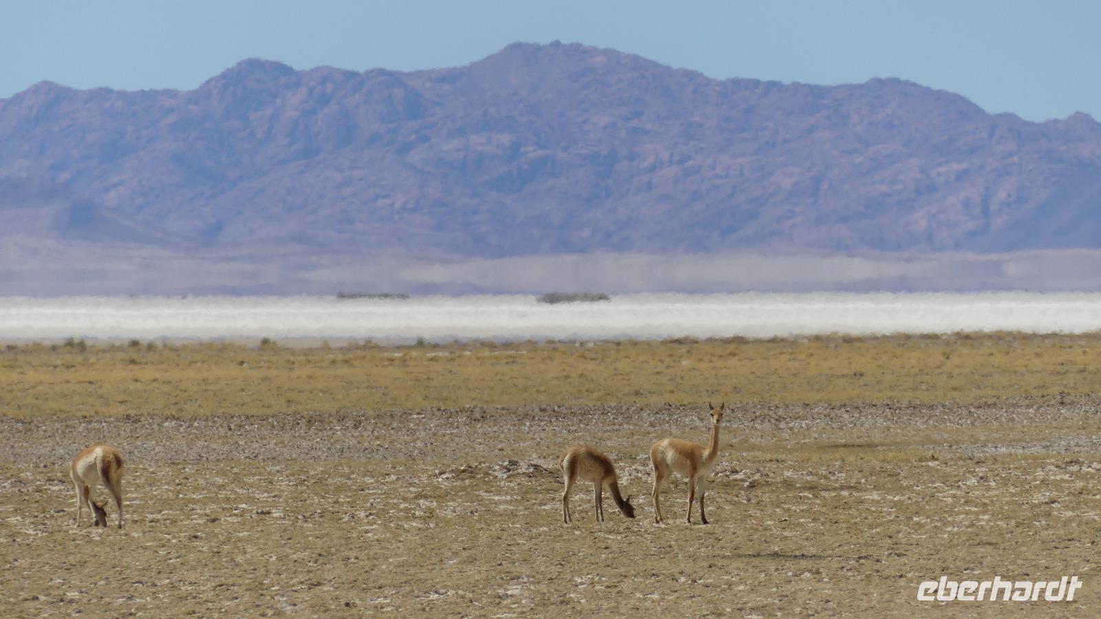Vicuñas am Salzsee Salinas Grandes &ndash; &copy;  (Eberhardt TRAVEL)