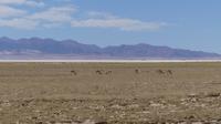 Vicuñas am Salzsee Salinas Grandes &ndash; &copy; Frank Nimschowski (Eberhardt TRAVEL)
