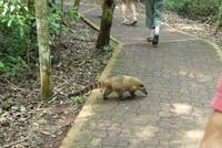 10.Tag, Iguazu, argentinischer Teil, Nasenbär &ndash; &copy; Frank Nimschowski (Eberhardt TRAVEL)