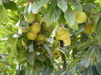 010 Stadtrundgang Paraty