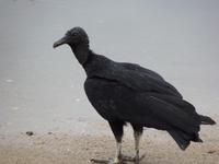 013 Stadtrundgang Paraty - Aasgeier