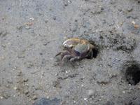 016 Stadtrundgang Paraty - Straßenkrebs