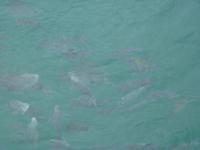 026 Paraty - Bootsexkursion