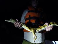 108 Amazonas - Nachtausflug - Kaiman