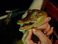 109 Amazonas - Nachtausflug - Kaiman