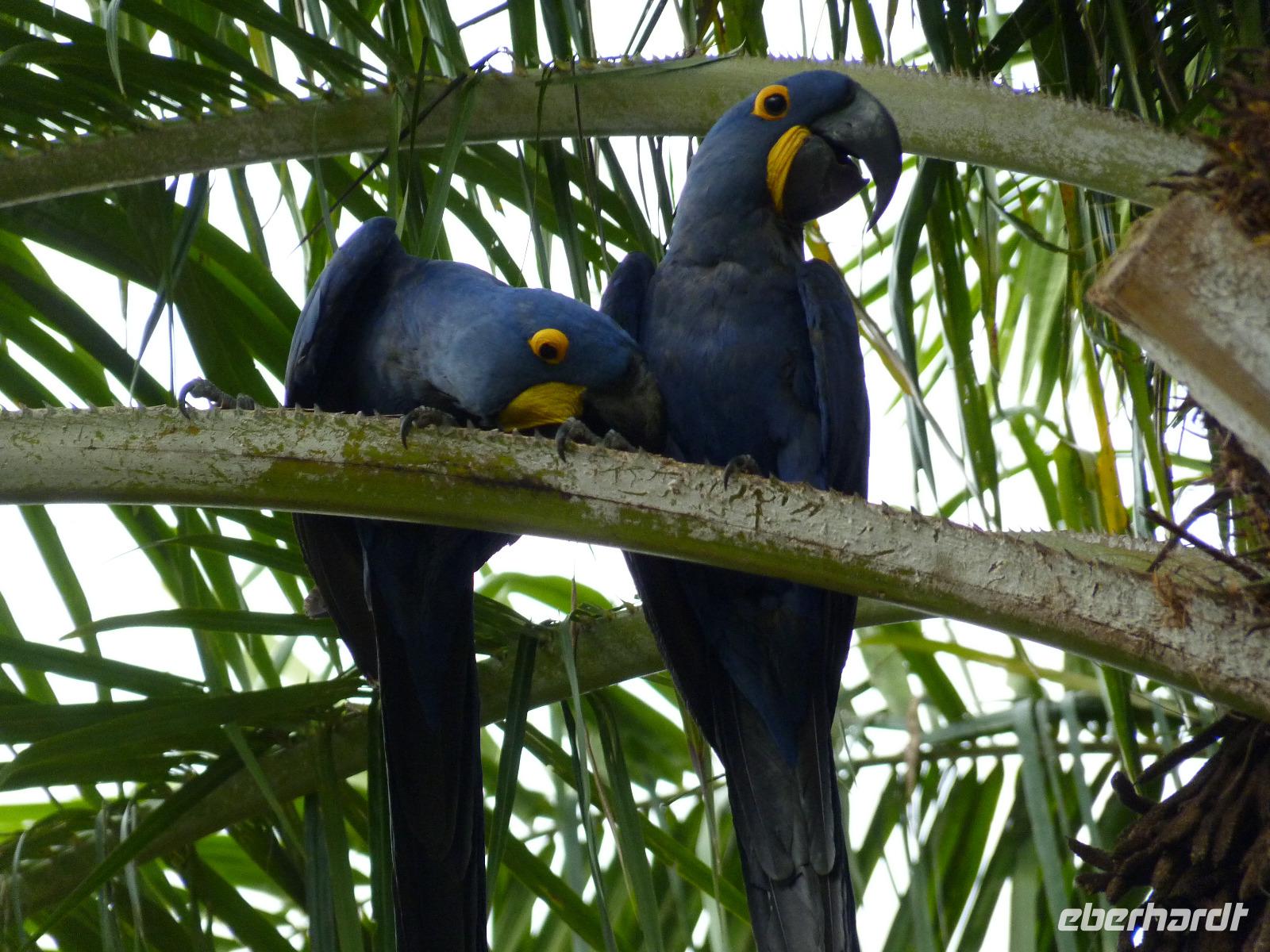 142 Pantanal - blaue Araras