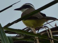 143 Pantanal - Bienenfresser