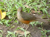 144 Pantanal - Amsel