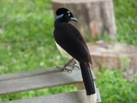 146 Pantanal - Krähe