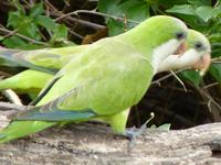 148 Pantanal - Mönchssittich Monk Parakeet