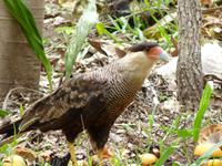 149 Pantanal - Caracara