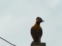 151 Pantanal - Specht