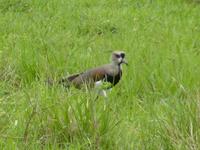 152 Pantanal - Kiebitz