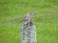 153 Pantanal - Tauben