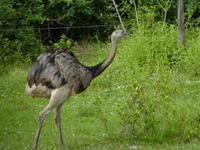 154 Pantanal - Nandu