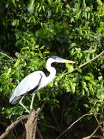 155 Pantanal - Cocoi Reiher